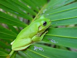 Image result for Frog Skin Texture