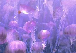 Image result for Main Characters in Finding Nemo