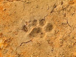 Image result for Free Paw Print Embrpoidery