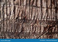 Image result for Coconut Tree Texture