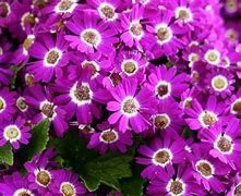 Image result for Bright Colored Flowers