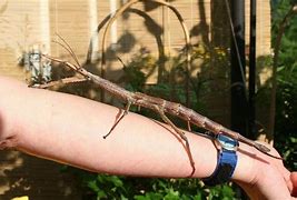 Image result for Jumping Stick Insect