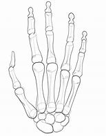 Image result for Skeleton Hand Pencil Sketch