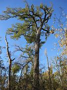 Image result for Burr Oak Tree Acorns