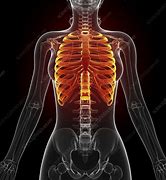 Image result for Human Rib Cage Filled with Chains