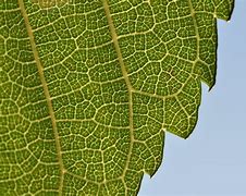 Image result for Science Diagrams Photosynthesis