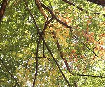 Image result for Philosophy Quotes of Branches of Philosophy