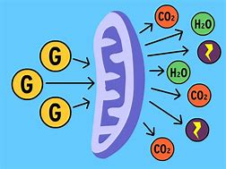 Image result for Cellular Respiration Clip Art