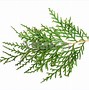 Image result for Evergreen Tree Clip Art