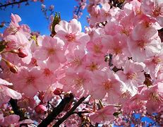 Image result for Cherry Blossoms with Cherries