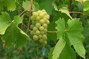 Image result for Vitis Vinifera