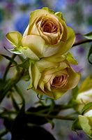 Image result for yellow spray roses bouquet