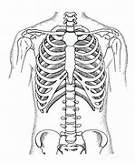 Image result for Backbend Rib Cage