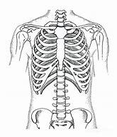 Image result for Map of Rib Cage