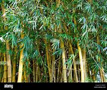 Image result for Bamboo Jungle