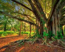 Image result for Large Landscape Trees of Florida