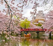 Image result for Cherry Blossom Time Japan