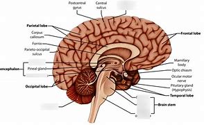 Image result for Label Parts of Brain