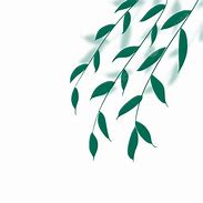 Image result for Willow Tree Branch Illustration