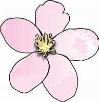 Image result for Apple Blossom Drawing