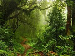 Image result for Jungle Tree Images