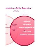 Image result for Photosynthesis Cellular Respiration Diagram