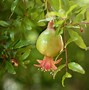 Image result for Flowering Cherry Blossom Tree