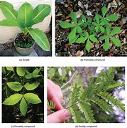 Image result for Simple Leaf Plants