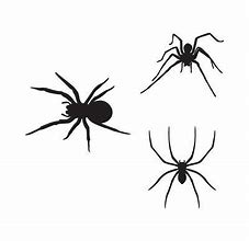 Image result for Spider Vector Art