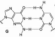 Image result for Sugar Bonds in DNA