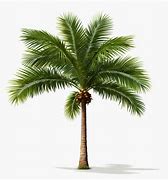 Image result for Realistic Palm Tree Tattoo