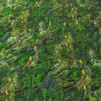 Image result for Green Wall Texture Seamless