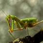 Image result for Praying Mantis Side View