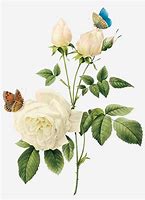 Image result for Watercolor Vintage White Rose