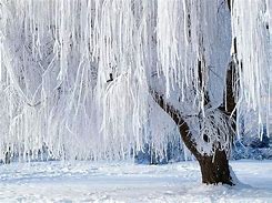 Image result for Weeping Willow Tree in Winter