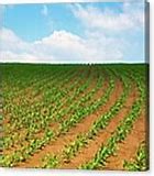 Image result for Pixel Art Corn Field