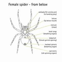 Image result for Redback Spider Anatomy