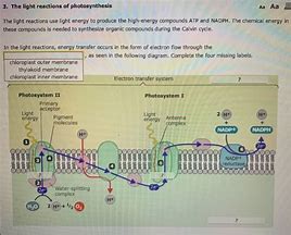 Image result for Light Reactions Photosystem Diagram