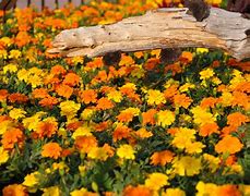 Image result for Unique Landscaping Logo