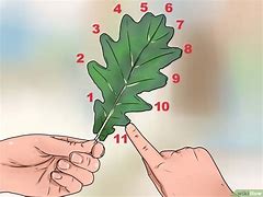 Image result for Red Oak Tree Leaf Identification