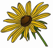 Image result for Black Eyed Susan Flower Clip Art