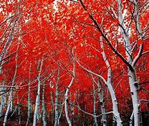 Image result for Aspen Leaf North Dakota