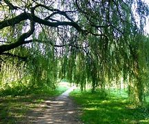 Image result for Weeping Willow Tree in Winter