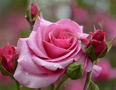 Image result for Beautiful Pink Rose