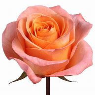 Image result for Pale Coral Rose