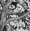 Image result for Tree Pen Drawing