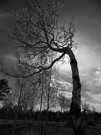 Image result for Aspen Leaf Limb Silhouette