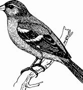 Image result for Bird On Branch Graphic