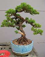 Image result for Bonsai Tree Styles