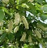 Image result for Black Cherry Tree